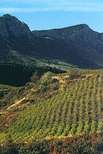 Wein ist