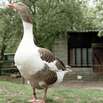 Foie gras