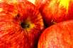 Obst-Katalonien