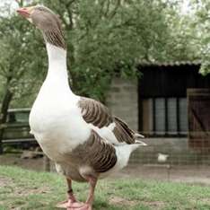 Foie gras
