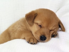Hunde-Baby Hunde-Baby