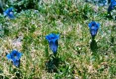 Wilde Blumen und Wildblumenwiesen / Pyrenäen