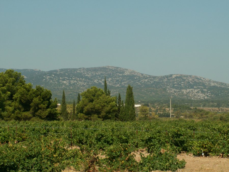 Weinreben vor bewaldeten Hügeln in Südfrankreich