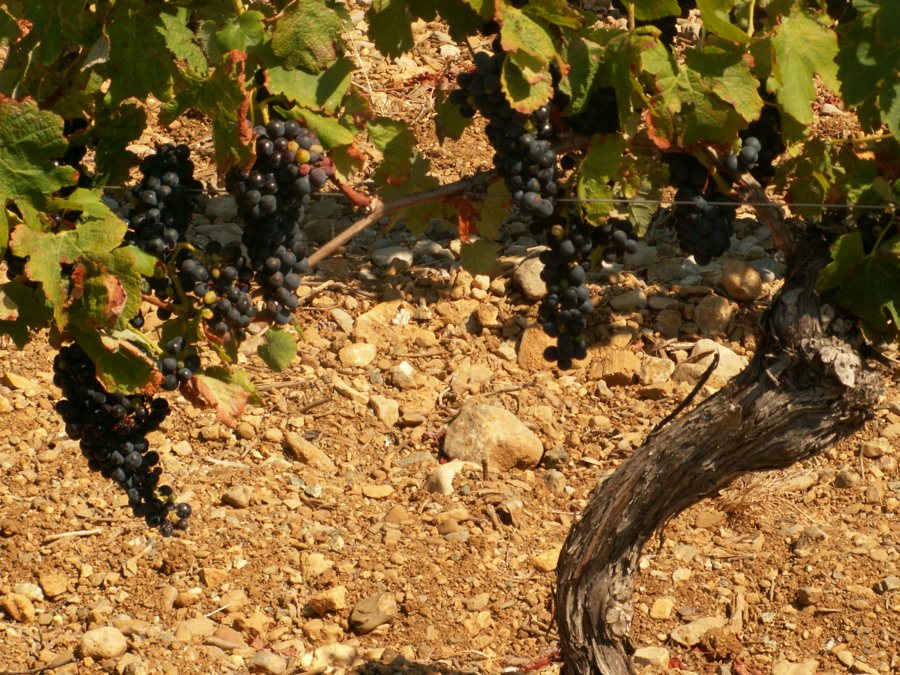 Dunkle Trauben an Rebstöcken auf steinigem Weinbergboden