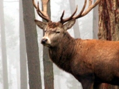 Hirsch im Naturpark Moixeró