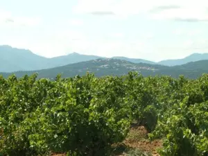 Wein Katalonien