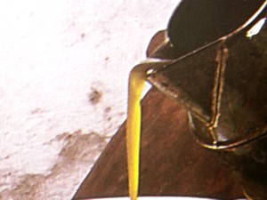 Katallanisches Olivenöl traditionell hergestellt