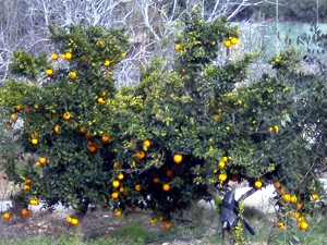 Orangenbaum in Süd-Katalonien