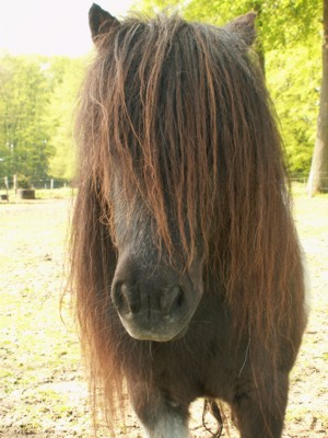Pferde Und Reiten In Katalonien
