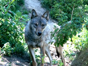 Wolf im Naturpark Pyrenäen
